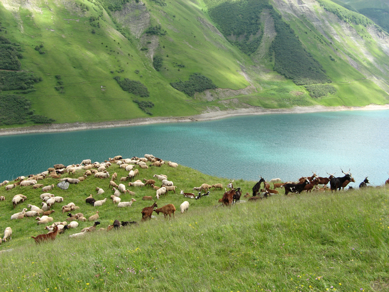 Photo - Chèvres devant le barrage de Roselend