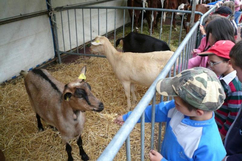 Photo - Enfants caressant des chèvres