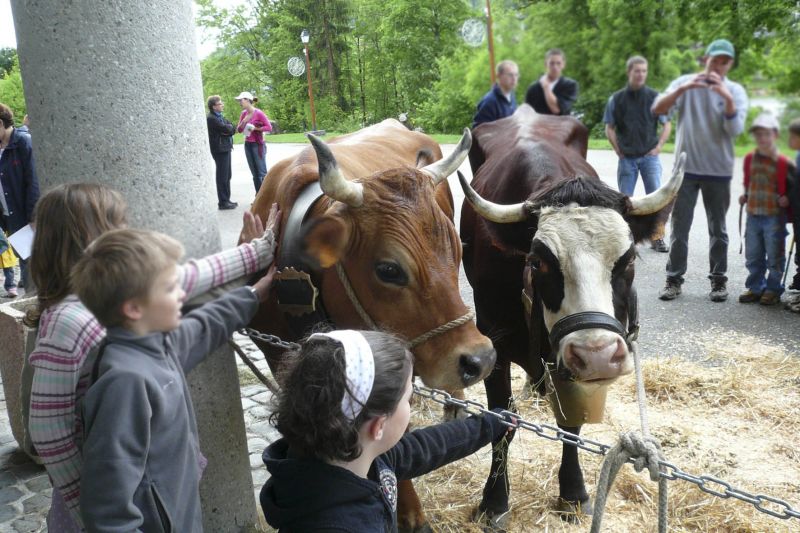 Photo - Enfants caressant des vaches Tarine et Abondance